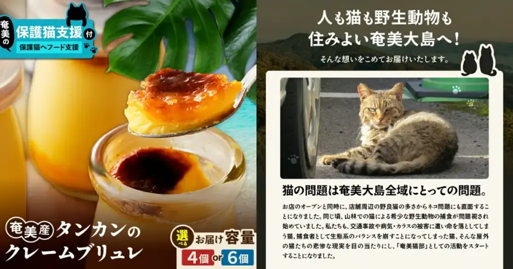 鹿児島県奄美市｜世界遺産の島と外猫たちの暮らしをふるさと納税で変える