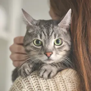 埼玉県東松山市の保護猫支援｜この小さな命を、寒空の下に残さないため