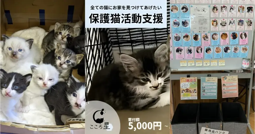 埼玉県東松山市の保護猫支援｜この小さな命を、寒空の下に残さないために