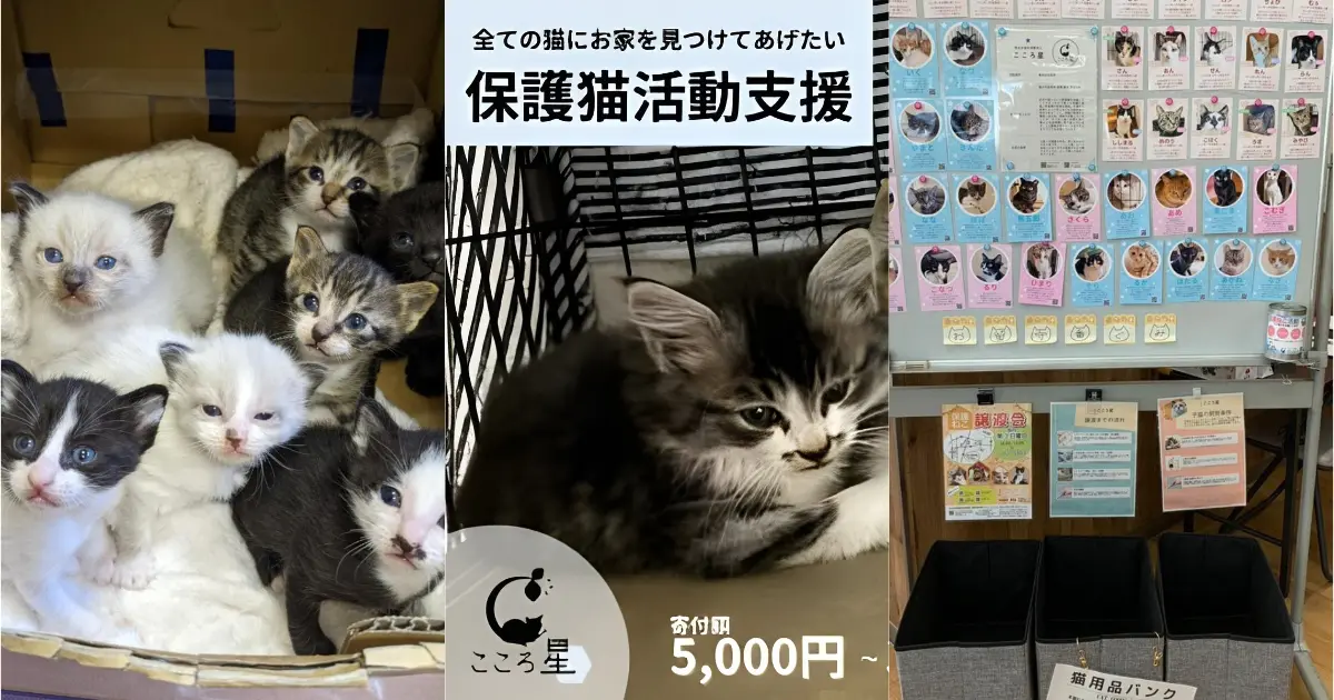 埼玉県東松山市の保護猫支援｜この小さな命を、寒空の下に残さないため