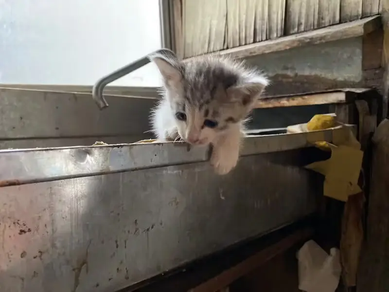 保護してきた子猫