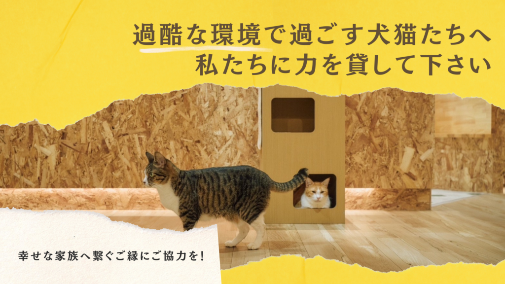 保護猫たちへ寄付・賛助会員の募集