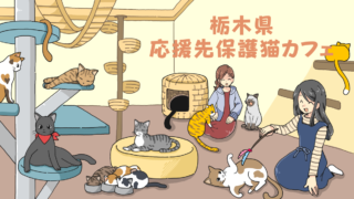 東京都の応援先保護猫カフェ 保護犬カフェ 保護猫カフェ応援サイト