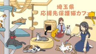 栃木県の応援先保護猫カフェ 保護犬カフェ 保護猫カフェ応援サイト
