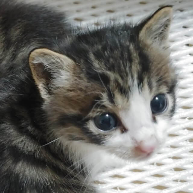 超カワイイ☆子猫ちゃん達の里親さん募集中です！ - ぽちとたま