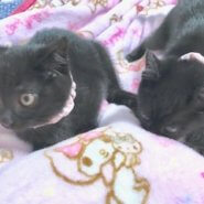 黒猫姉妹（2ヶ月）　猫親様募集中