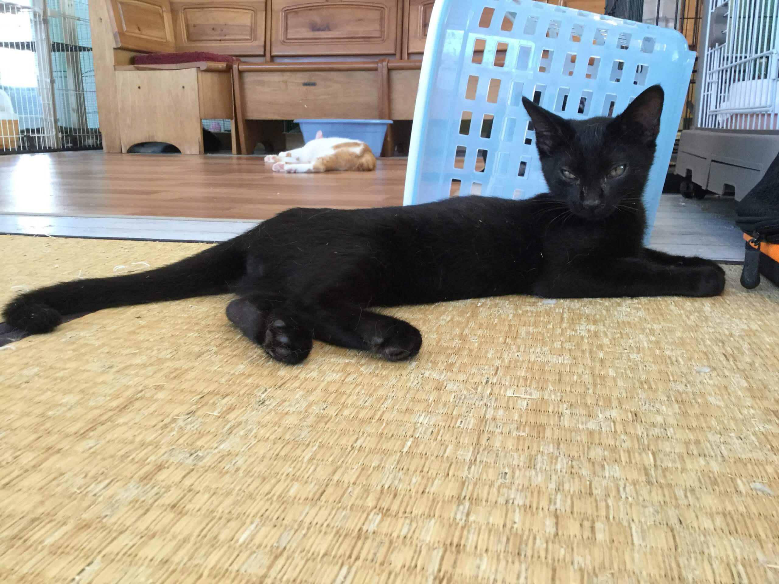 【保護猫】ちっち推定５ヶ月♂黒猫
