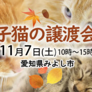 子猫がいる譲渡会-愛知県みよし市-