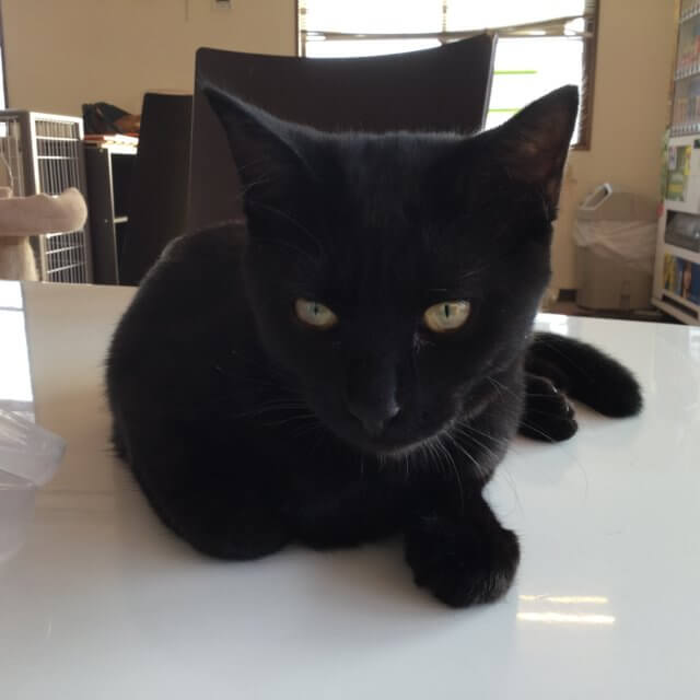 保護猫】黒猫ピッピ♀６ヶ月 - ぽちとたま