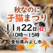 秋なのに子猫まつり－愛知県みよし市