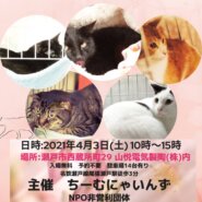 猫の譲渡会 IN 瀬戸 ～ ちーむ にゃいんず 2021年4月3日開催