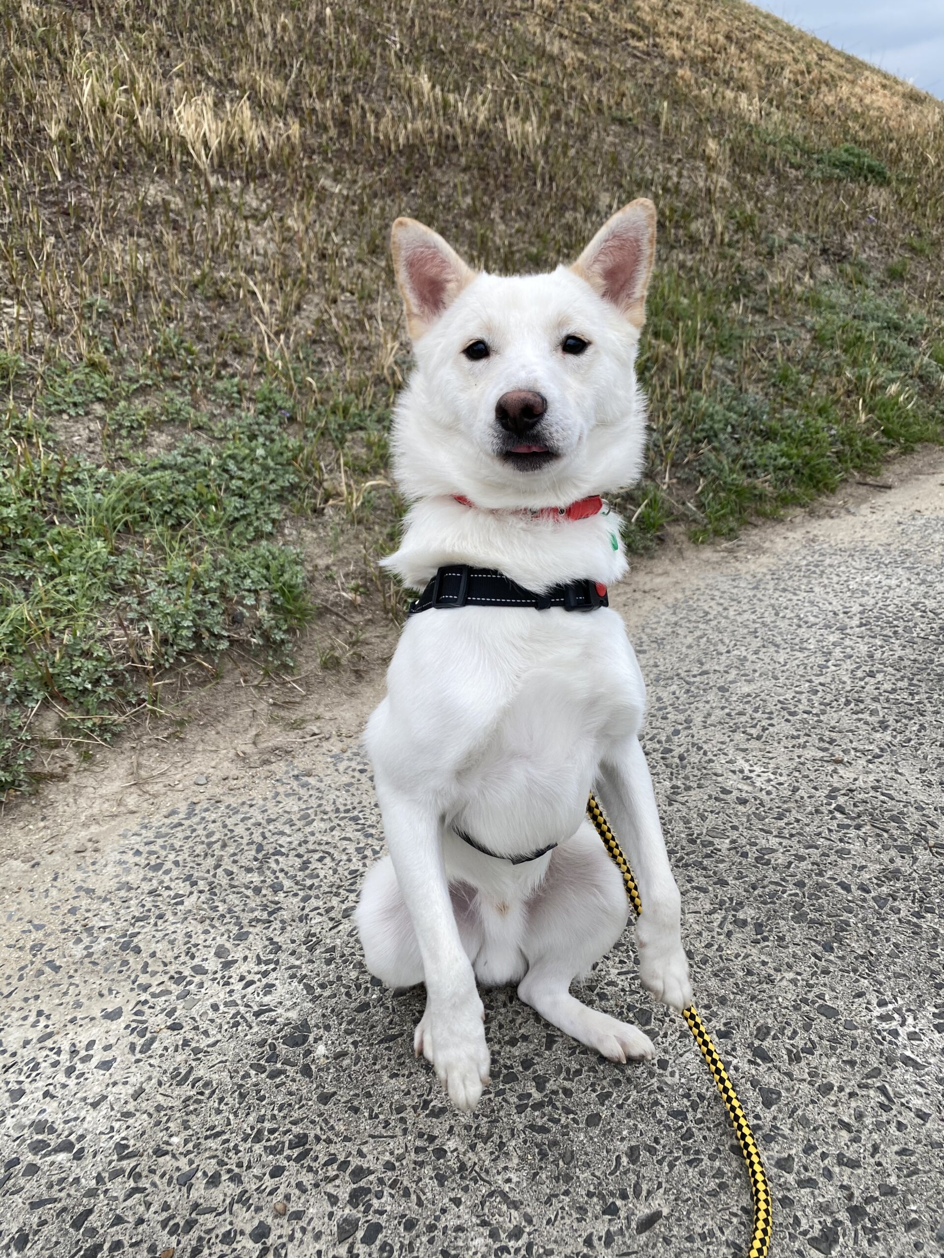 可愛い保護犬 エンジェルくん ぽちとたま