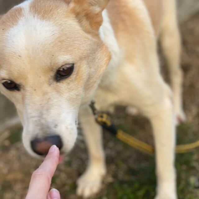 可愛い保護犬 るあ ぽちとたま