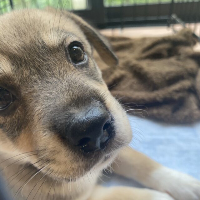 可愛い保護犬 マーサ ぽちとたま