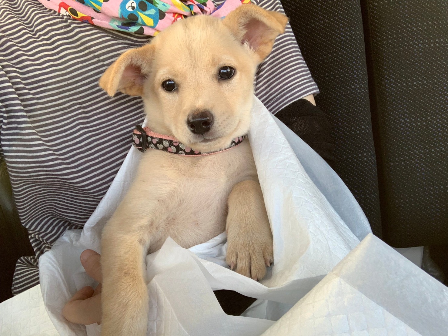 可愛い保護犬 なーちゃん ぽちとたま