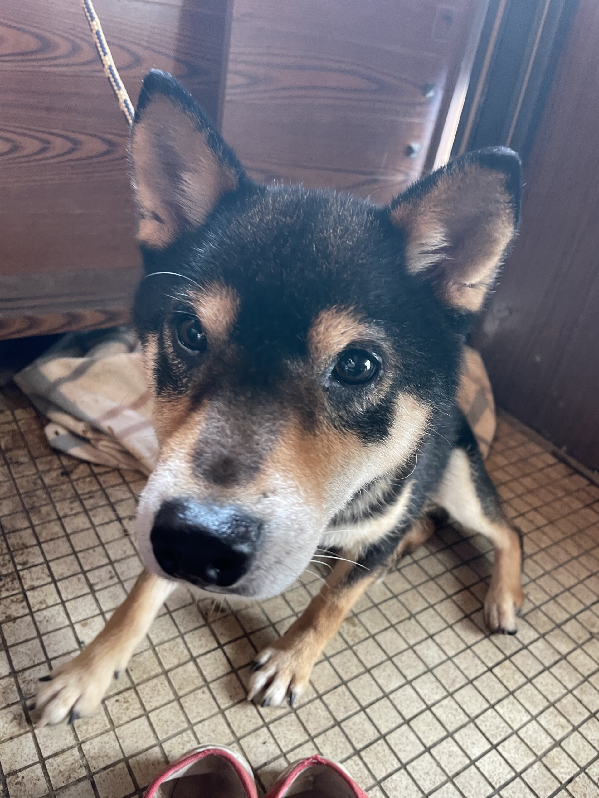 黒柴4歳 ぽちとたま