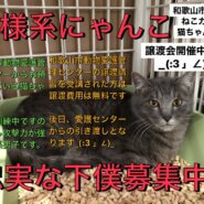 和歌山市動物愛護管理センター出身の猫ちゃんの譲渡会です！