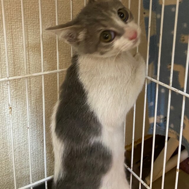 保護猫】そうた推定5ヶ月♂️グレー白ブチ - ぽちとたま