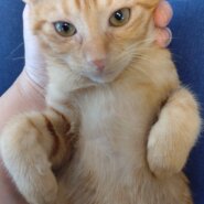 【保護猫】ぷー推定3ヶ月♂茶トラ