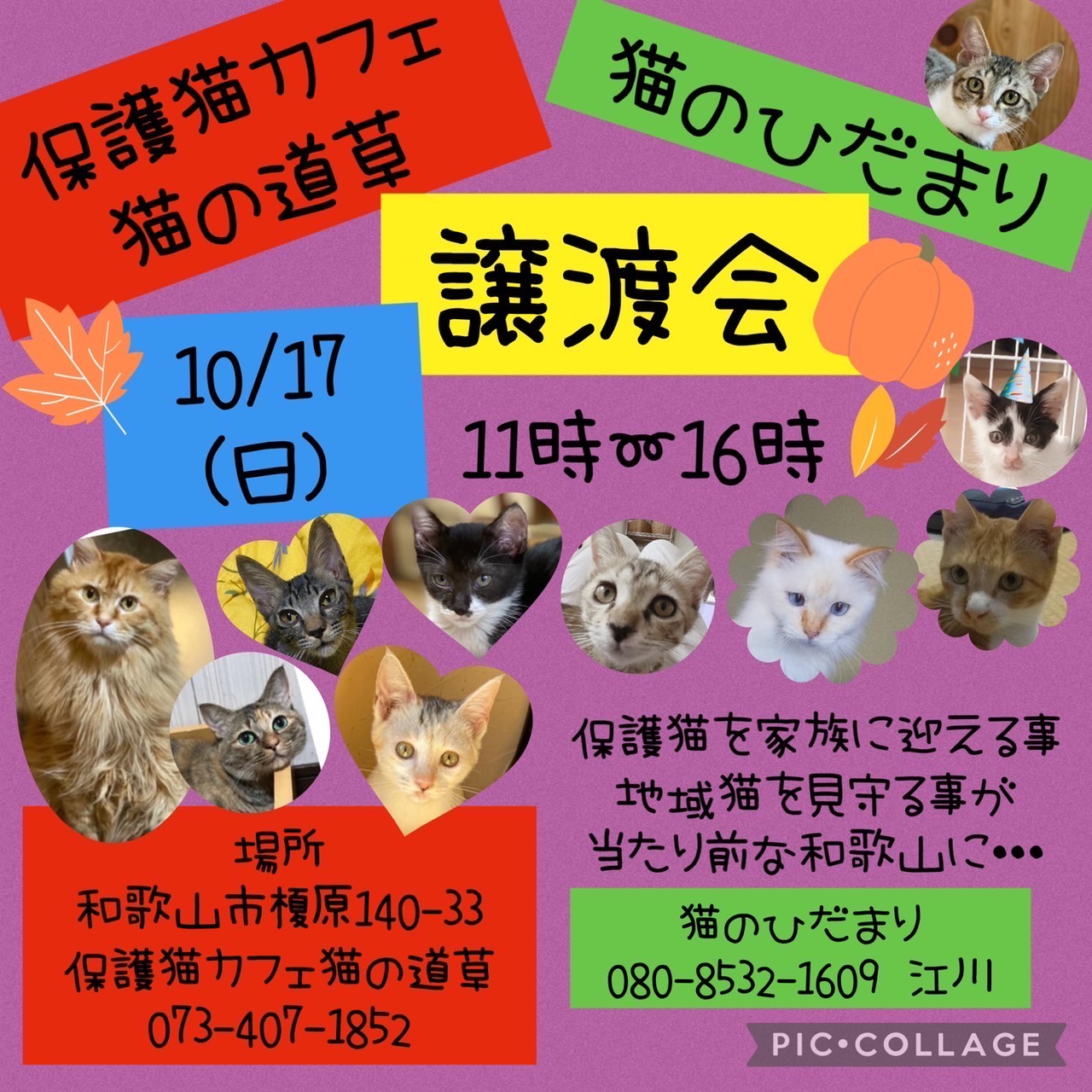 和歌山市　毎月第3日曜　保護猫の譲渡会