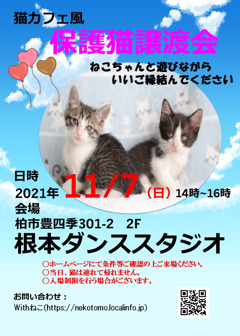11/7(日）根本ダンススタジオ保護猫譲渡会