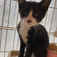 【保護猫】チロル推定11ヶ月♀白黒ハチワレ