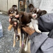 青森県 の里親募集情報 - ぽちとたま