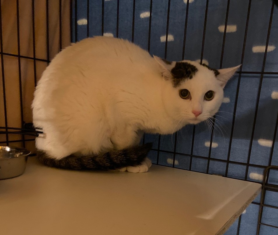 【保護猫】ミルクくん推定1歳♂キジ白