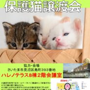 【さいたま市】１/１６（日）ハレノテラス保護猫譲渡会
