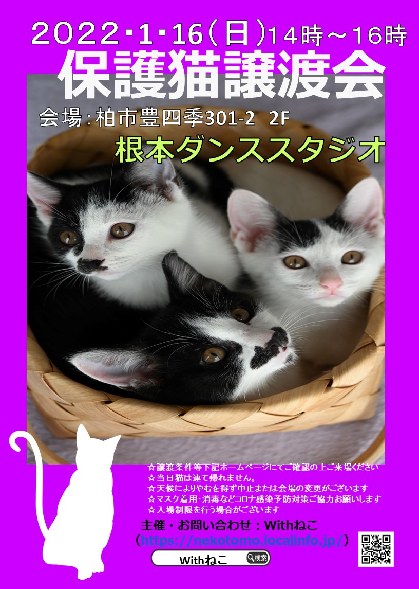 【柏市】１/１６（日）根本ダンススタジオ保護猫譲渡会
