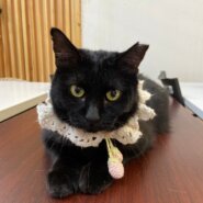【保護猫】モナ推定1～2歳♀黒猫