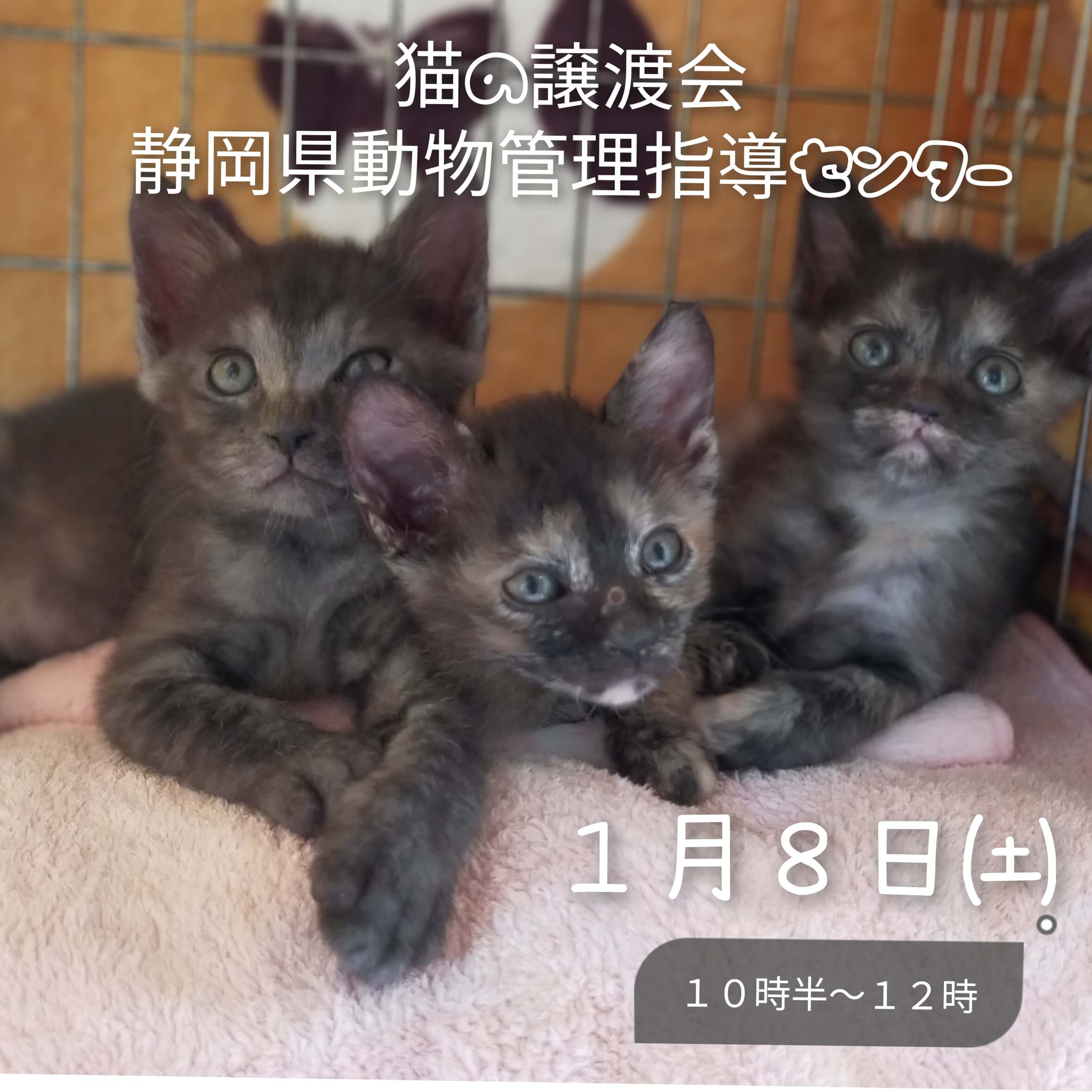 猫の譲渡会in静岡県動物管理指導センター