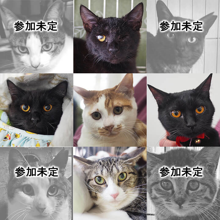 ねこ・ネコ・猫16匹参加予定／愛知県みよし市