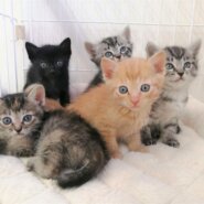 GW29☆in瀬戸☆保護猫の譲渡会2022年4月29日（金）～非営利団体『 ちーむ にゃいんず』