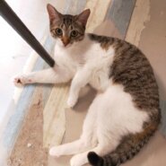 【保護猫】すず推定1歳♀キジ白