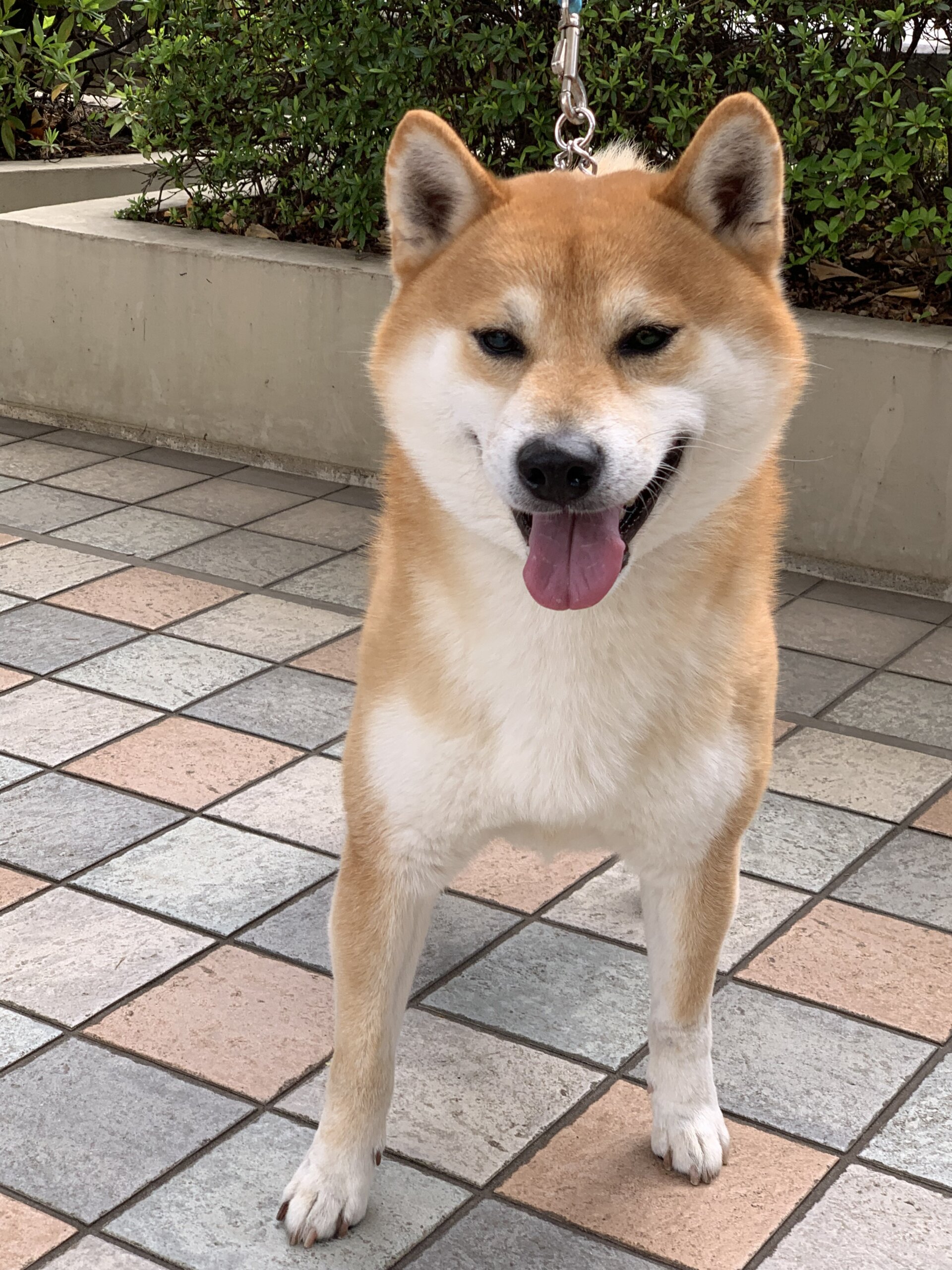 賢くて優しい柴犬です ぽちとたま