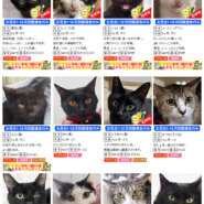 こねこ・ネコ・猫12匹参加予定／愛知県みよし市