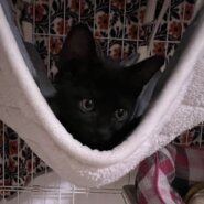 やんちゃで可愛い黒猫子猫のマヒナ！