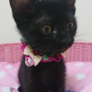 ふわふわでとても可愛い黒猫子猫の海斗！