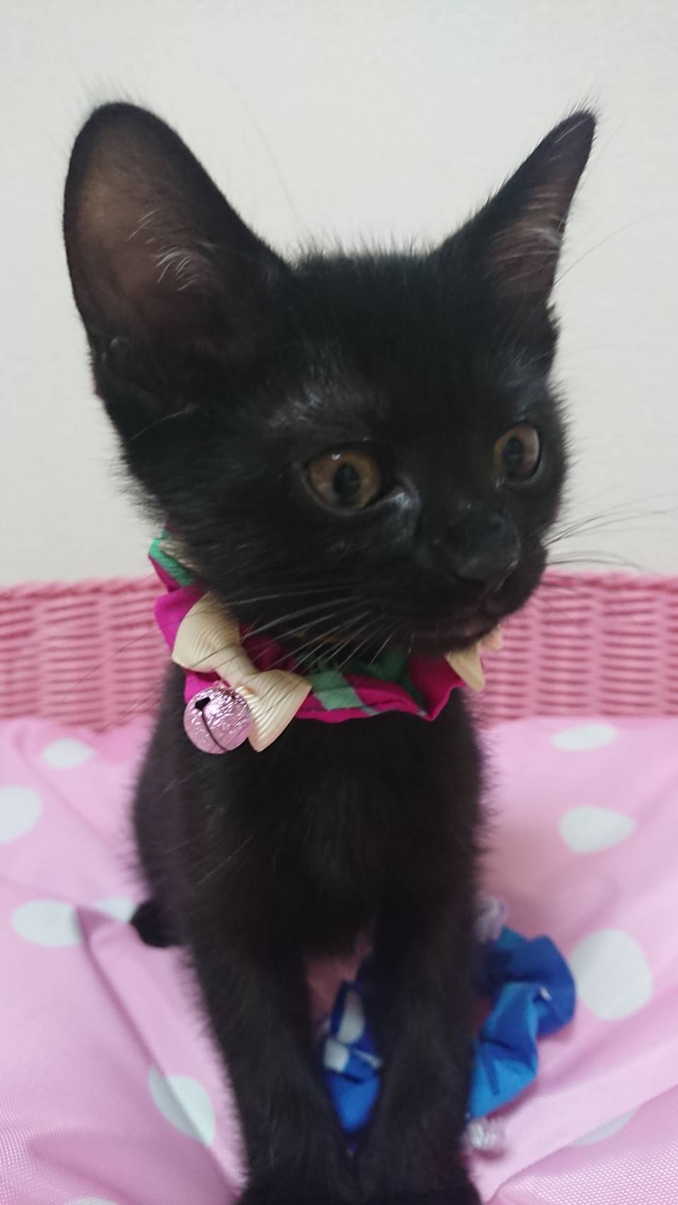 ふわふわでとても可愛い黒猫子猫の海斗！