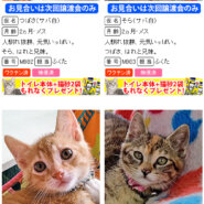 20匹の子猫まつり！！愛知県みよし市