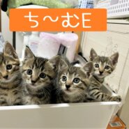 激アツ☆子猫ラッシュ!! in瀬戸☆保護猫の譲渡会2022年6月18日（土）～ 非営利団体　ちーむ にゃいんず
