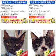 ほとんど子猫！18匹の子猫まつり！！愛知県みよし市