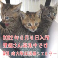 2022年6月4日入所のキジトラの子猫たち