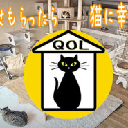 堺市北区の保護猫シェルターの餌やり、掃除のボランティアさん大募集しております！