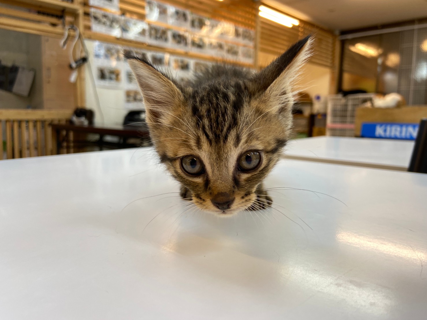 【保護猫】みかん推定6ヶ月♀キジトラ