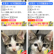子猫だけ37匹！メッチャ多い！！愛知県みよし市