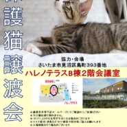 【こねこがいっぱい】9/4(日)ハレノテラス保護猫譲渡会