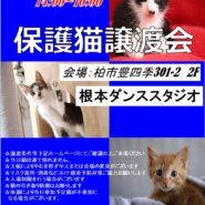 【こねこがいっぱい】８/21（日）根本ダンススタジオ保護猫譲渡会
