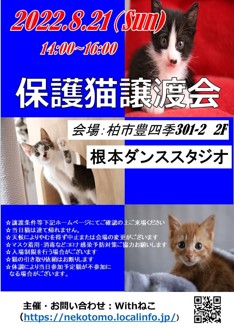 【こねこがいっぱい】８/21（日）根本ダンススタジオ保護猫譲渡会